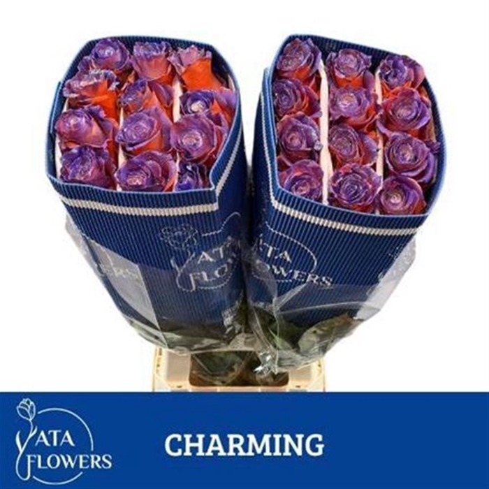 <h4>R Gr Charming Ec</h4>
