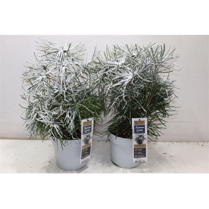 Conifeer Scia Verticillata + Snow