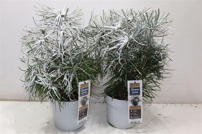 <h4>arr8 Conifeer Scia Verticillata + Snow</h4>