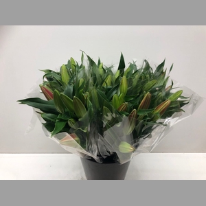 Mono Lelie Or Overig Roze 1 Pit x5