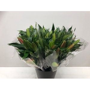 Lilium Oriental Grp overig