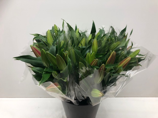 <h4>Mono Lelie Or Roze X5</h4>