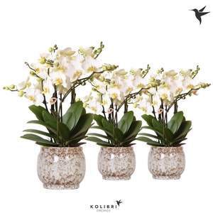 Kolibri Orchids Phalaenopsis Lausanne in Safari pot