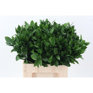 Ruscus hypophyllum