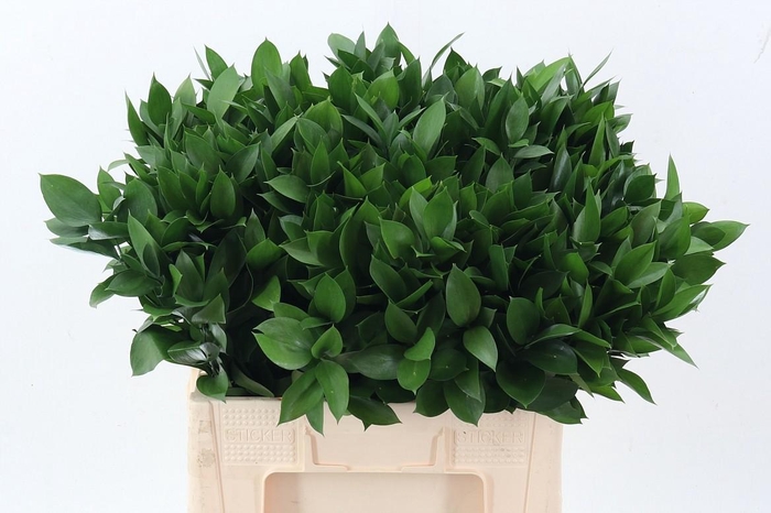 <h4>Ruscus hypophyllum</h4>