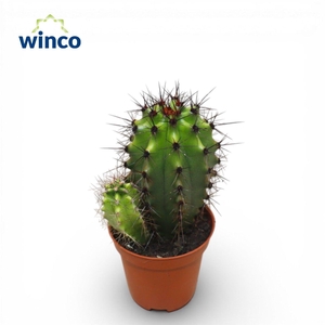 Stenocactus Thurberi