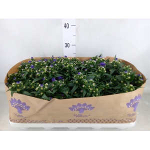 Aster n-b 'Showmakers Blue Bayou'