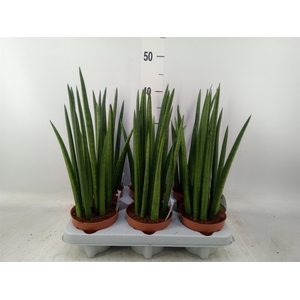 Sansevieria   ...