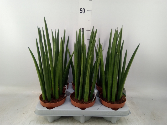 <h4>Sansevieria   ...</h4>