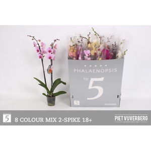 PHAL GEM 8 KL