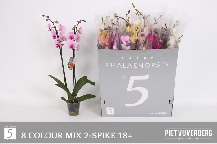 <h4>PHAL GEM 8 KL</h4>