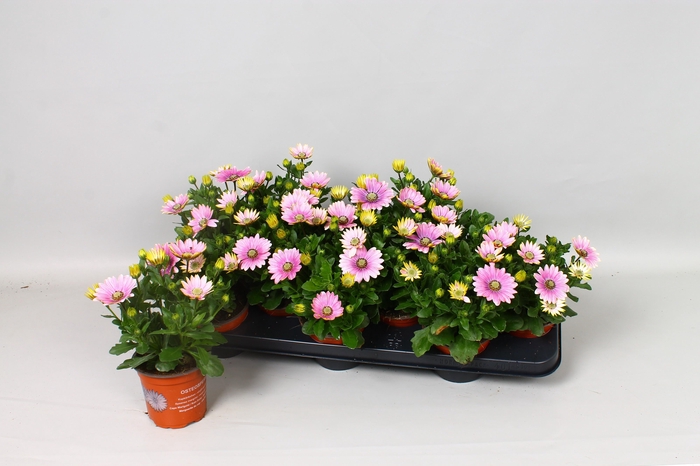 <h4>OSTEO SENORI ROSITA</h4>