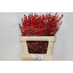Ilex verticillata red