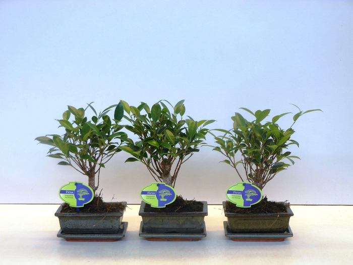 <h4>Ficus retusa, 15cm., broom, with drip tray</h4>