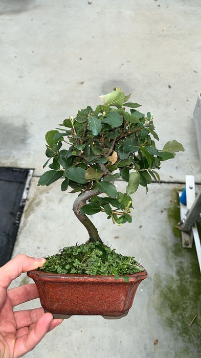 <h4>Quercus suber, 16cm.</h4>