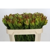 Leucadendron Goldstrike