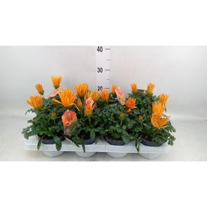 Gazania splen. 'Giant Deep Orange'