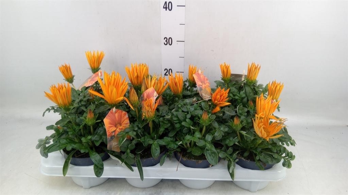 <h4>Gazania splen. 'Giant Deep Orange'</h4>