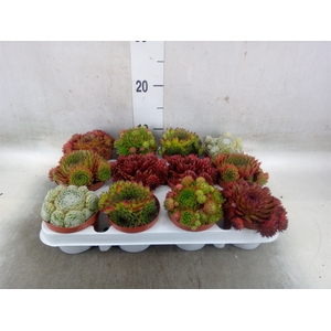 Sempervivum   ...