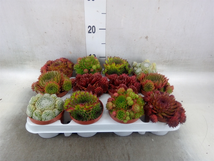 <h4>Sempervivum   ...</h4>