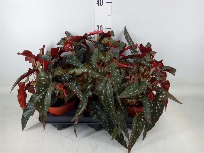 <h4>Begonia BD   ...</h4>