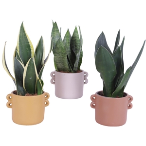 Sansevieria mix Ø12cm in Ø17cm Ceramic EV562