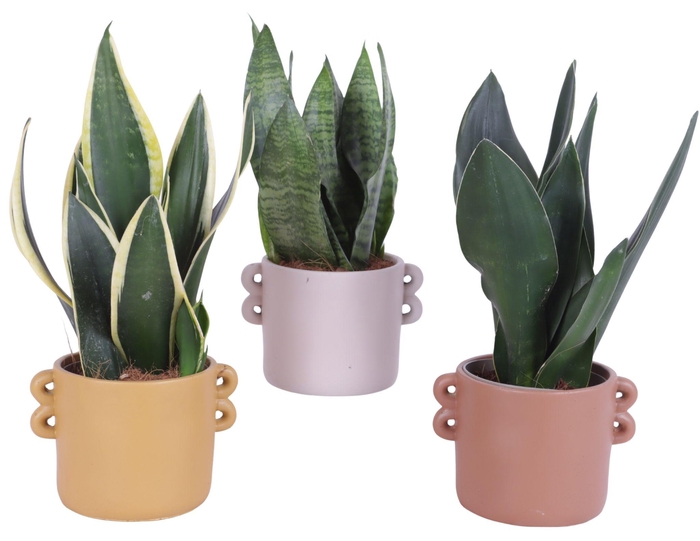 <h4>Sansevieria mix Ø12cm in Ø17cm Ceramic EV562</h4>