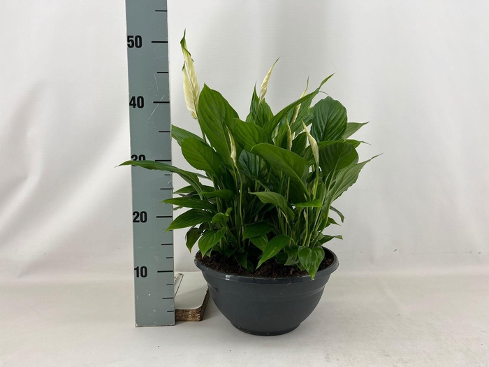 <h4>SPATH CHOPIN</h4>