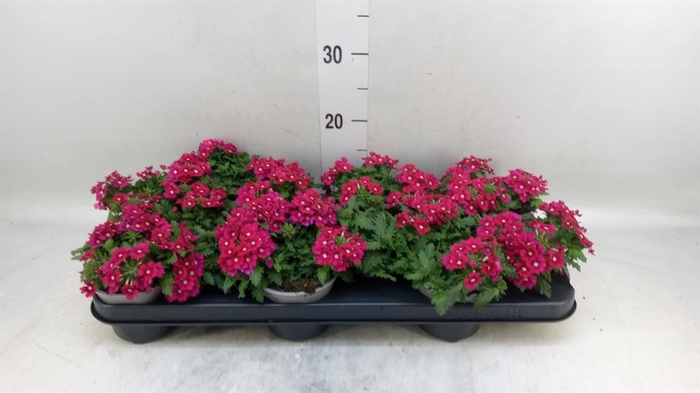 <h4>Verbena  'Venturi Cherry wEye'</h4>