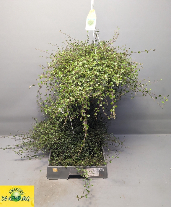 <h4>MUEHLENBECK CO MAORI</h4>