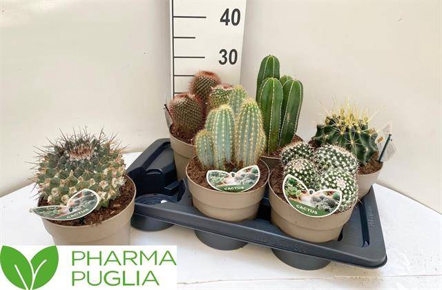 <h4>CACTUS GEMENGD</h4>