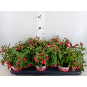 Fuchsia  'Bella Fuchsia Lydia'