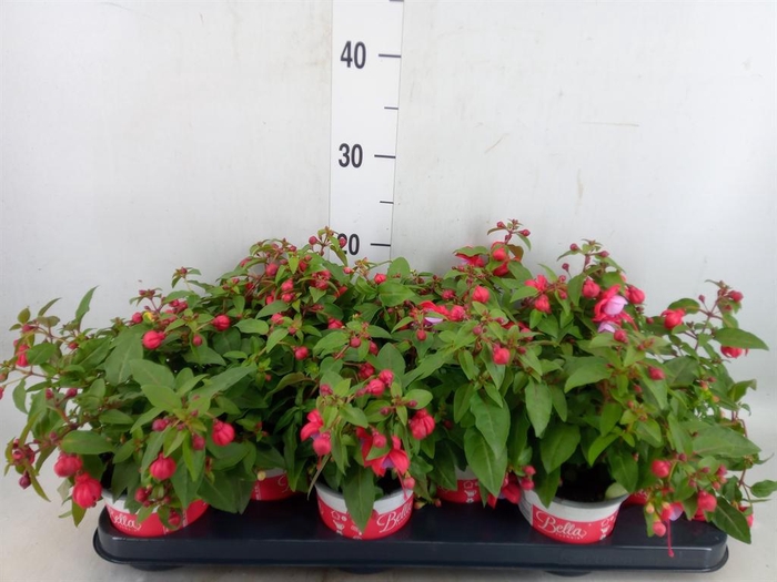 Fuchsia  'Bella Fuchsia Lydia'