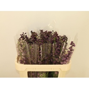 DELPH EL (ELATUM GRP) PREMIUM LILAC