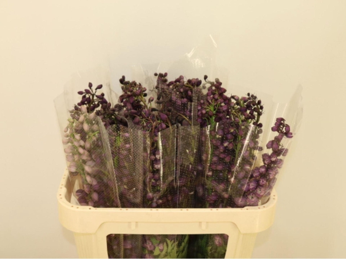 <h4>DELPH EL (ELATUM GRP) PREMIUM LILAC</h4>