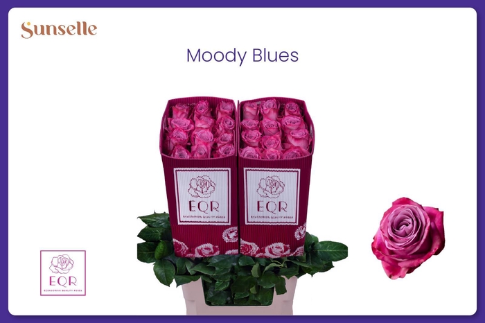 <h4>R GR MOODY BLUES!</h4>