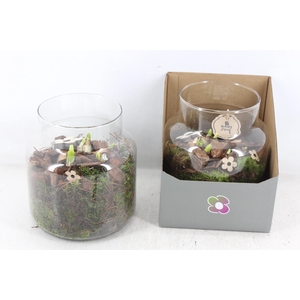 arr4 Narcis PL - Glas vase giftbox 285/4