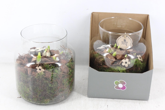 <h4>arr4 Narcis PL - Glas vase giftbox 285/4</h4>