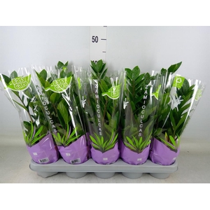 Zamioculcas zamiifolia