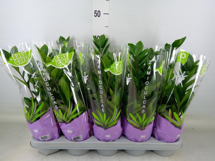 <h4>Zamioculcas zamiifolia</h4>