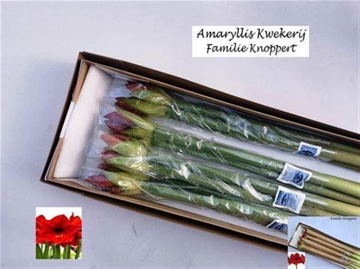 <h4>Hipp Red Lion</h4>