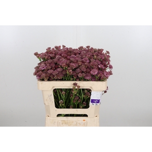 Astrantia Rosa Lee