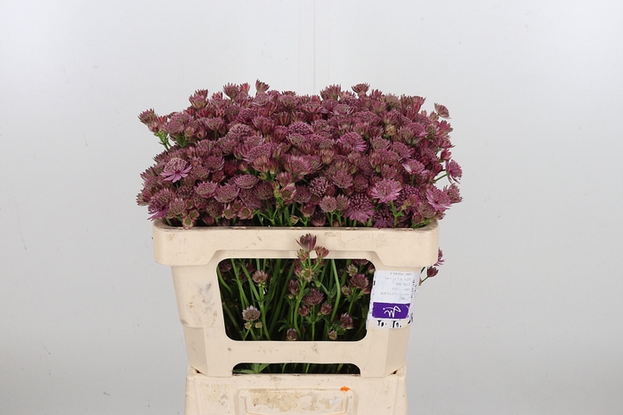 <h4>Astrantia Rosa Lee</h4>