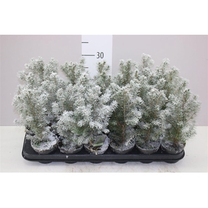 Picea Gl Conica Snow