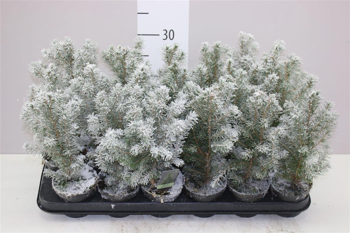 <h4>Picea Gl Conica Snow</h4>