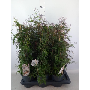 Jasminum polyanthum   ...rose