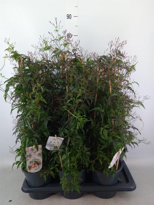 <h4>Jasminum polyanthum   ...rose</h4>