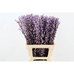 Salix Snowflake 70cm Milka