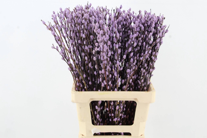 <h4>Salix Snowflake 70cm Milka</h4>