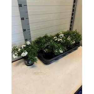 Solanum jasminoides